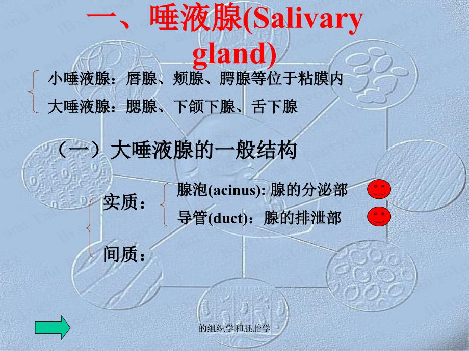 的组织学和胚胎学课件_第2页