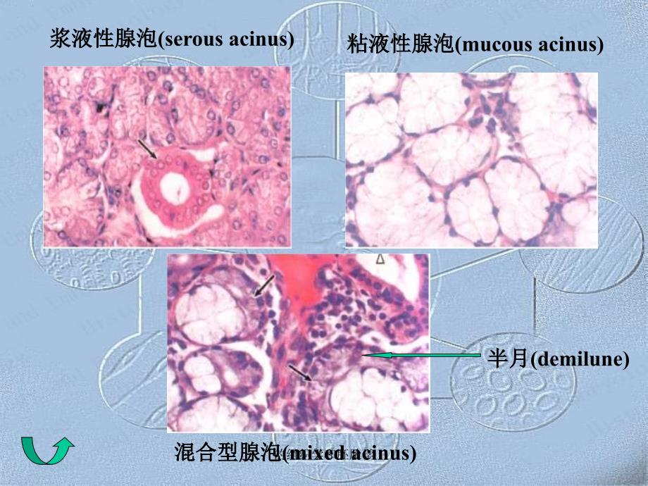 的组织学和胚胎学课件_第3页