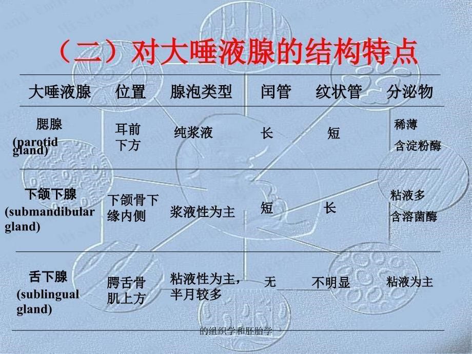 的组织学和胚胎学课件_第5页