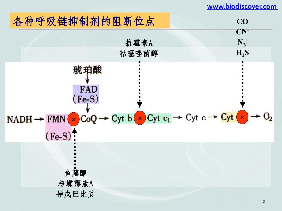 生物氧化下幻灯片_第3页