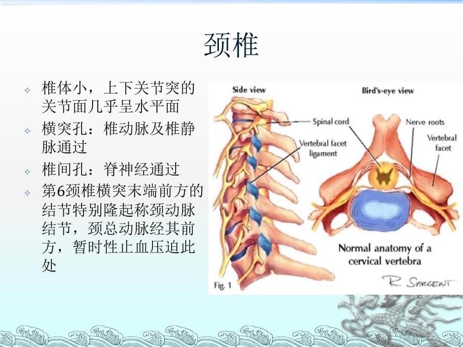 颈肩腰康复ppt课件_第5页