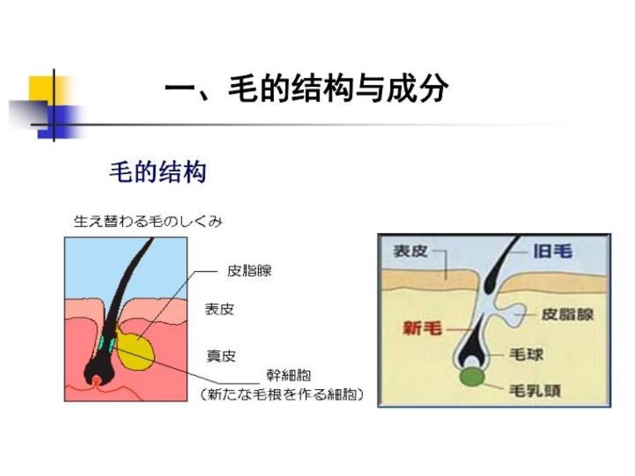 最新十九章产毛的营养需要精品课件_第4页