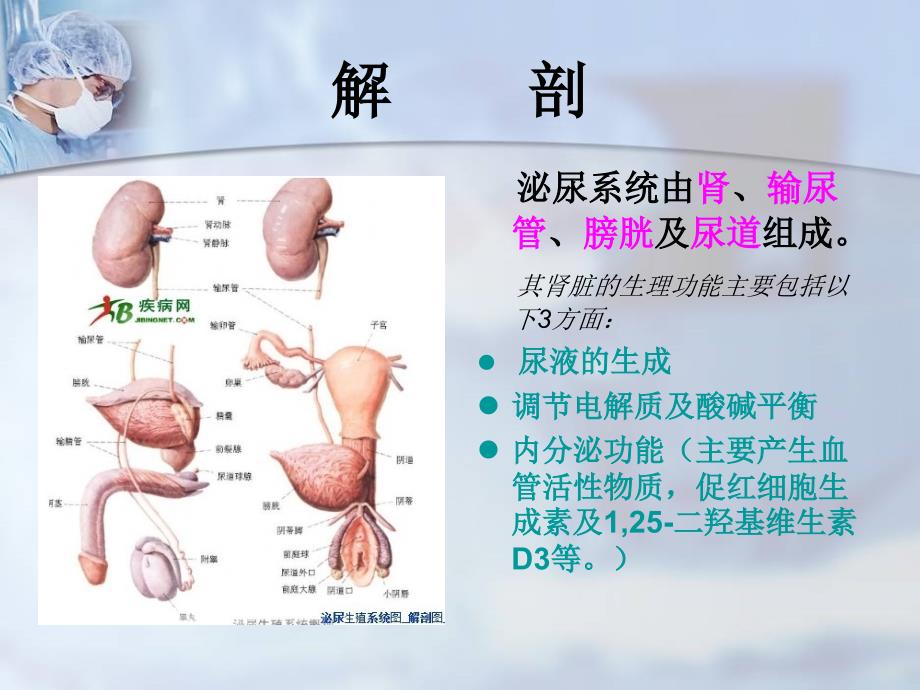 肾损伤病人的护理.ppt_第2页