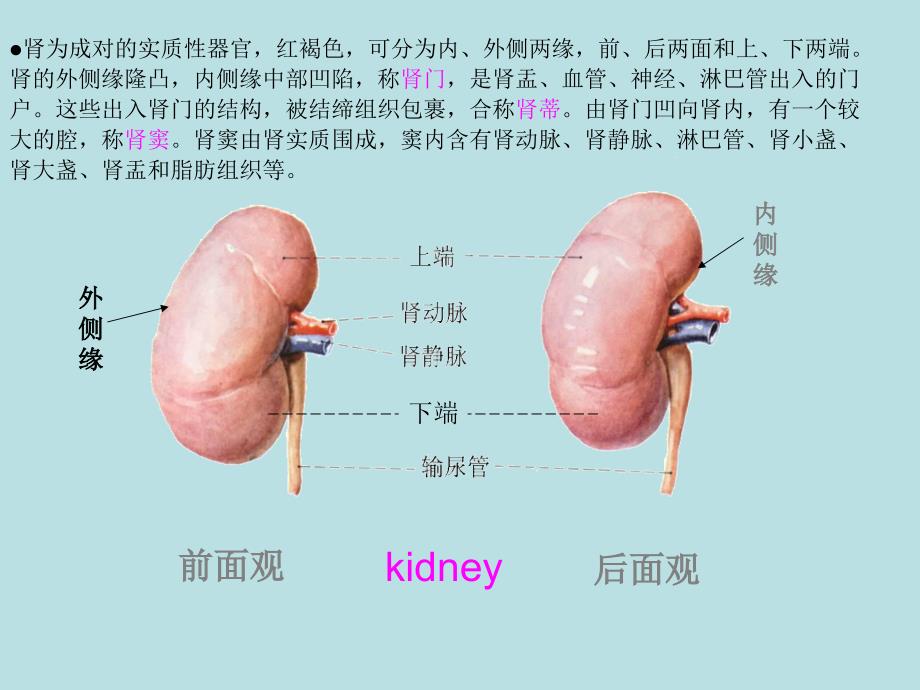 肾损伤病人的护理.ppt_第3页