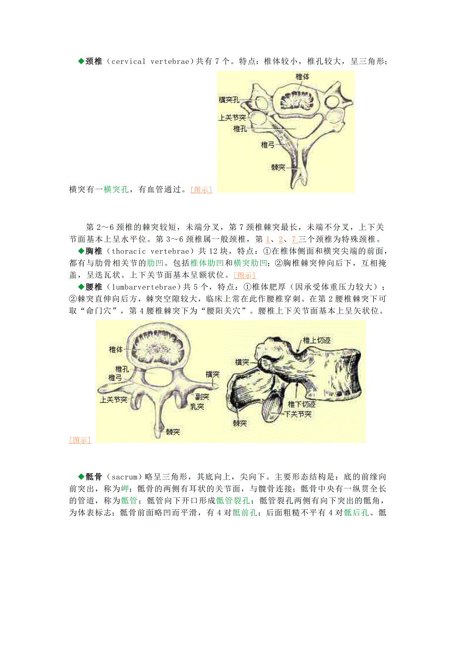 骨学骨在成人为206块.doc_第4页