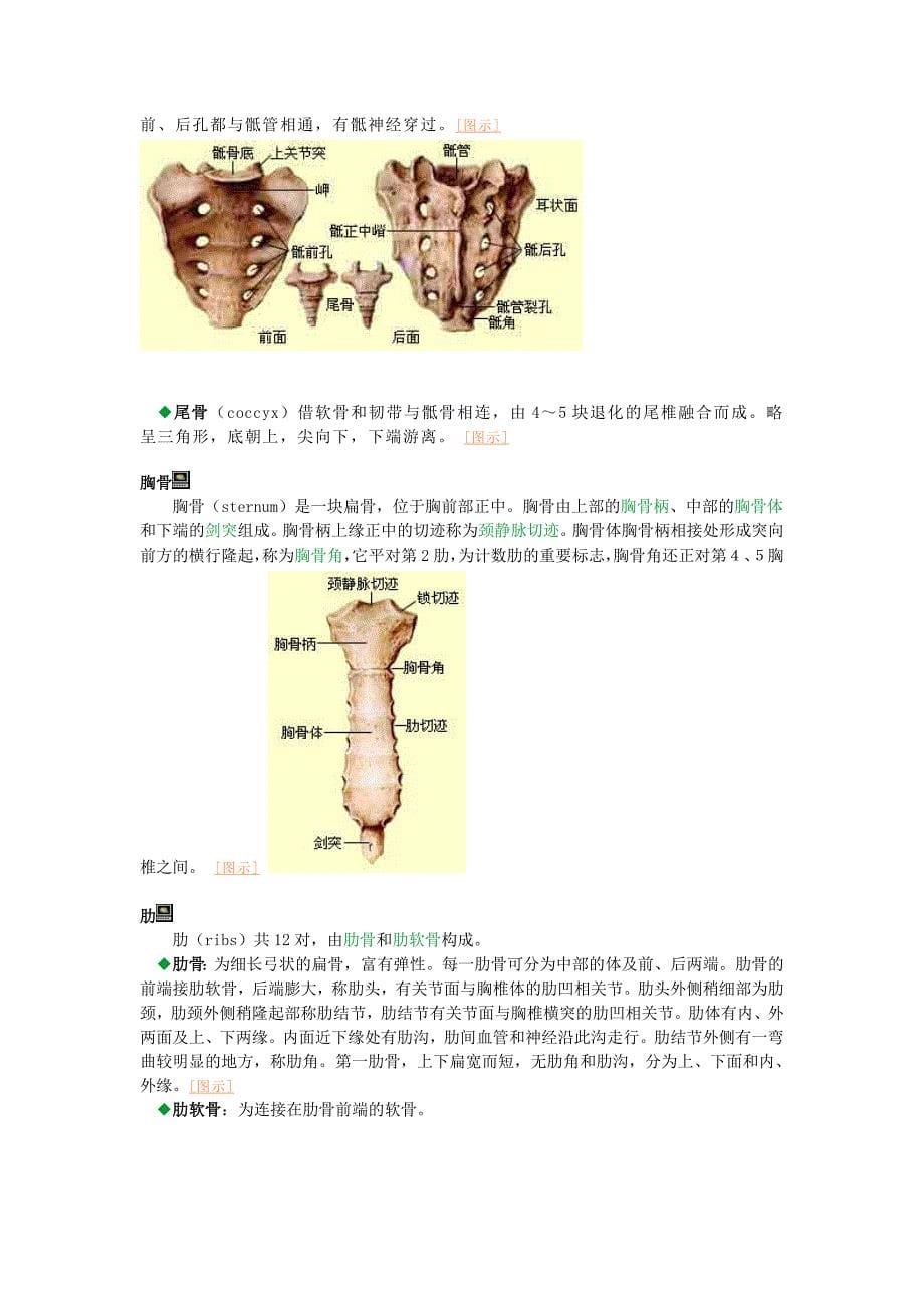 骨学骨在成人为206块.doc_第5页