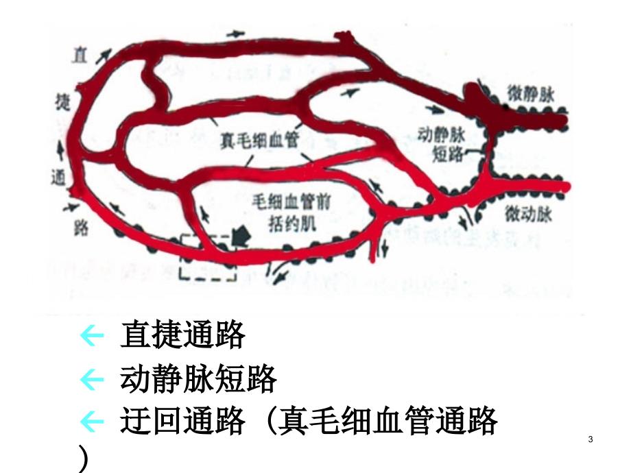 各型休克的发病机制及临床表现课件_第3页