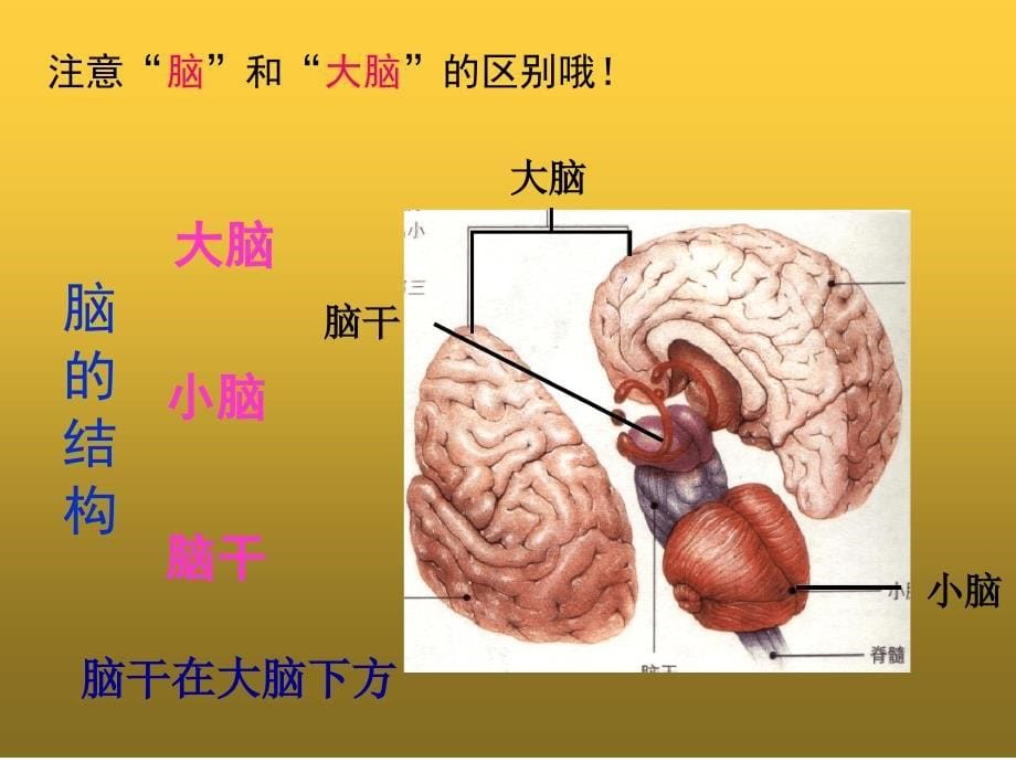 七年级生物下册第四单元第12章第1节神经系统与神经调节课件北师大版_第5页