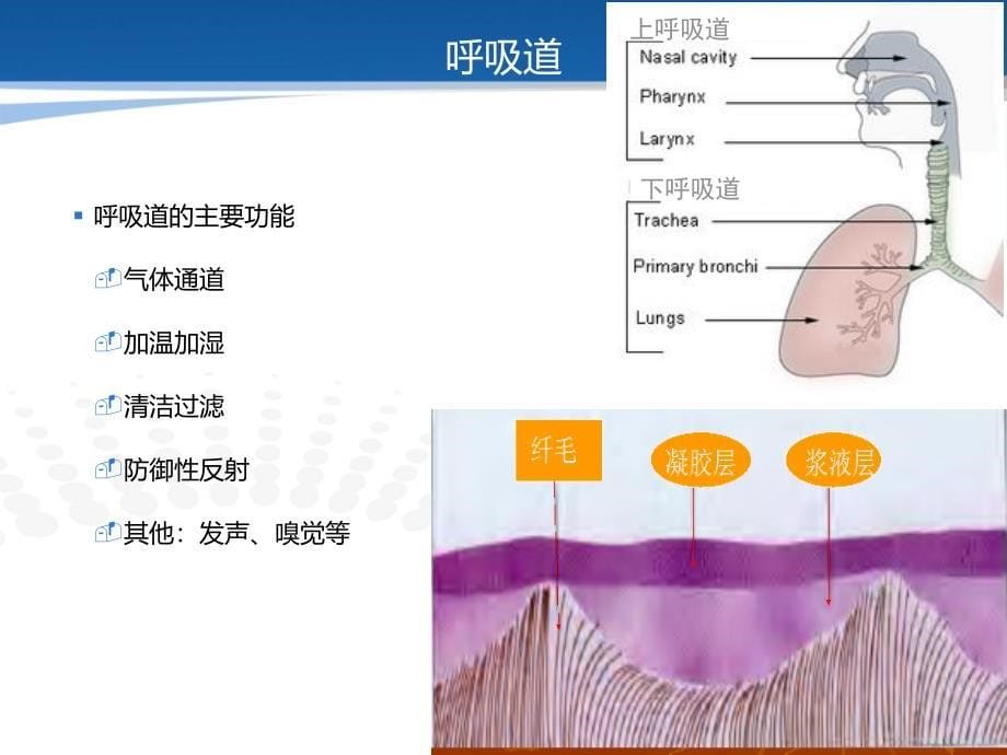 呼吸衰竭生理机制_第5页