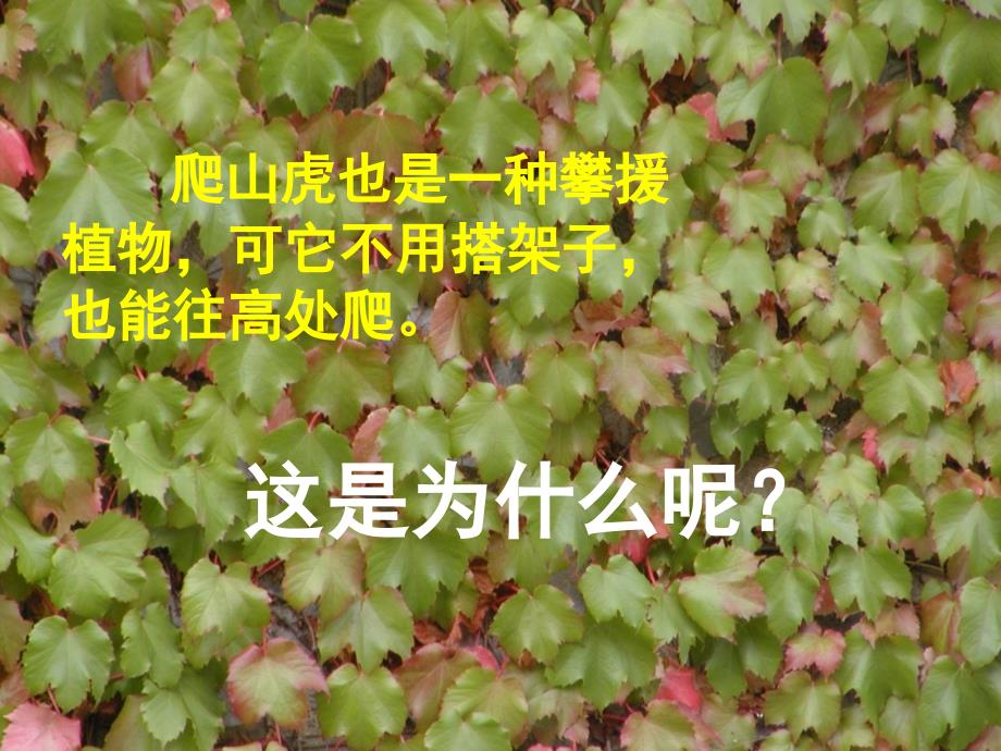 《爬山虎的脚》课件1_第2页