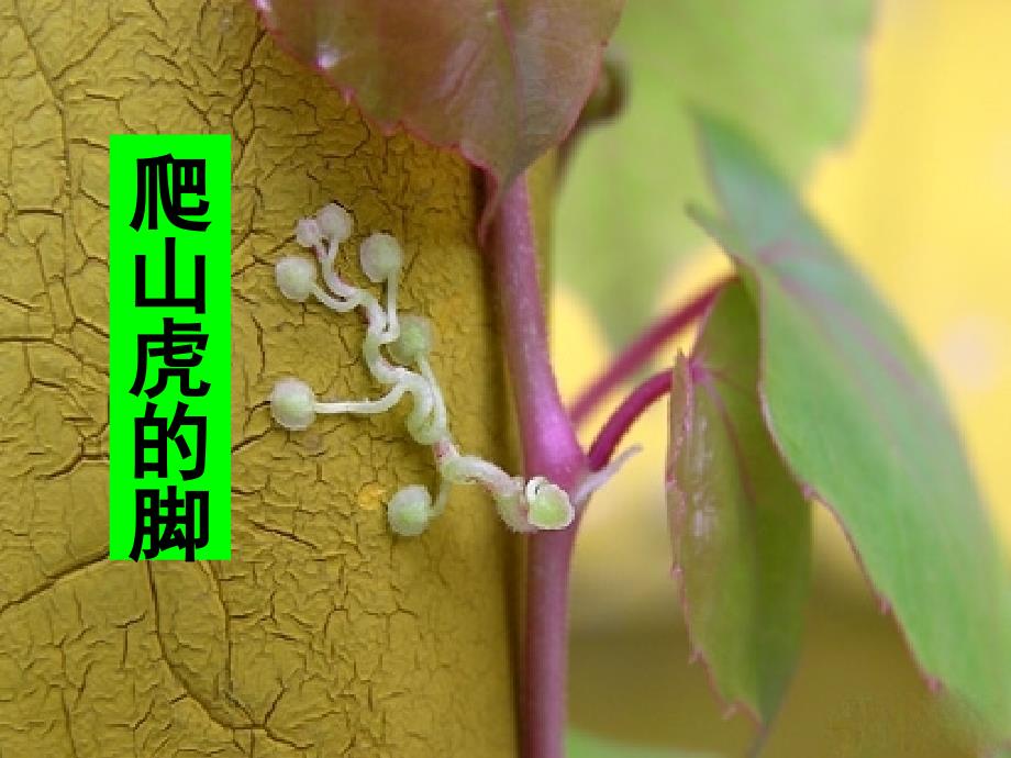 《爬山虎的脚》课件1_第3页