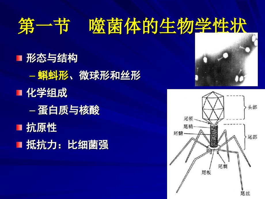 21噬菌体遗传与变异_第2页