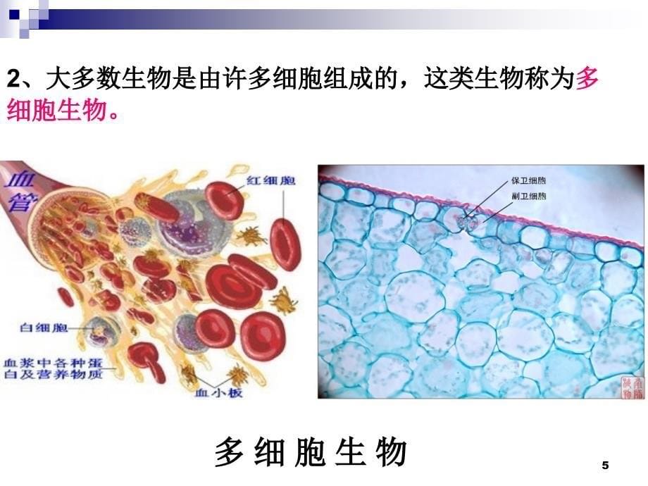 细胞的基本结构和功能分享资料_第5页