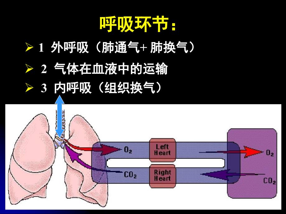 生理学ppt课件5.呼吸_第2页