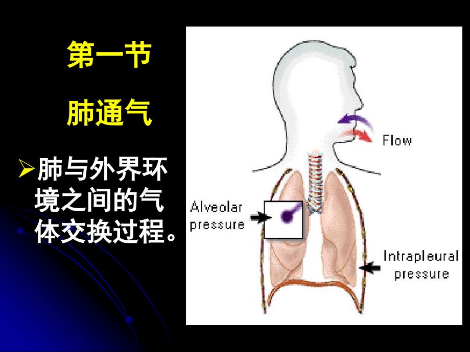 生理学ppt课件5.呼吸_第3页