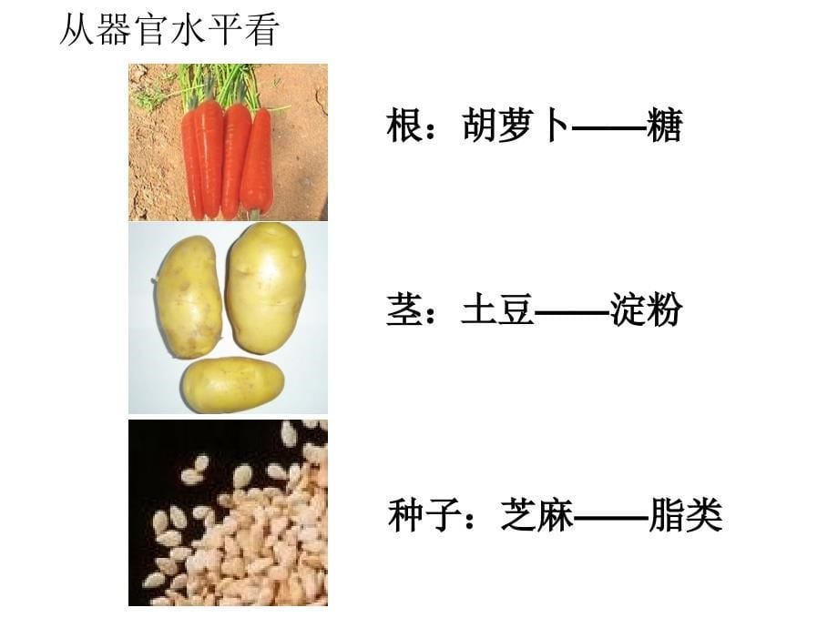 初中生物-绿色植物对有机物的利用.ppt_第5页