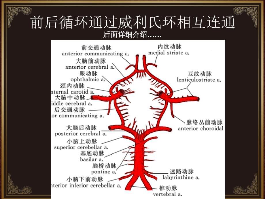 脑血管解剖及脑梗塞定位诊断.ppt_第5页