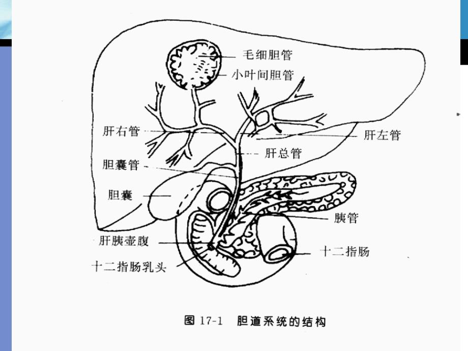 胆系疾病超声诊断.ppt_第4页