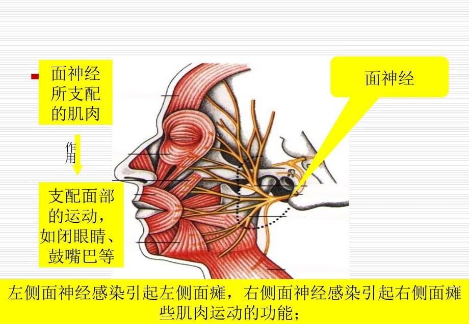 面瘫病人的康复指导.ppt_第5页