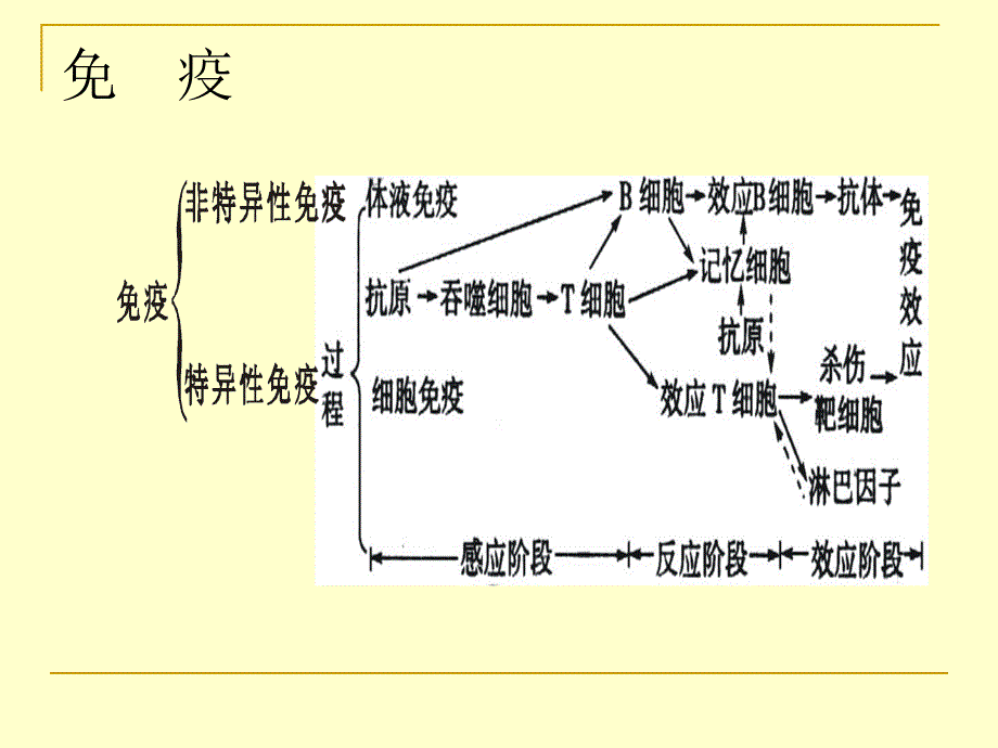 2.4免疫调节课件叶登祥_第4页