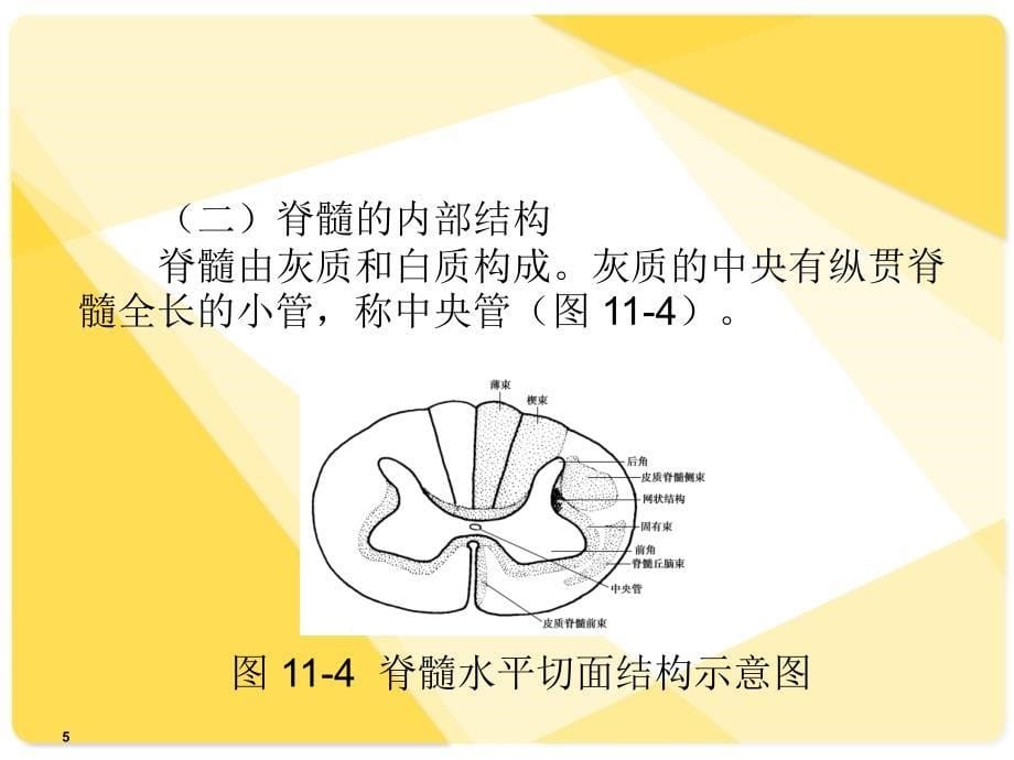 人体解剖学--神经系统复习课程_第5页