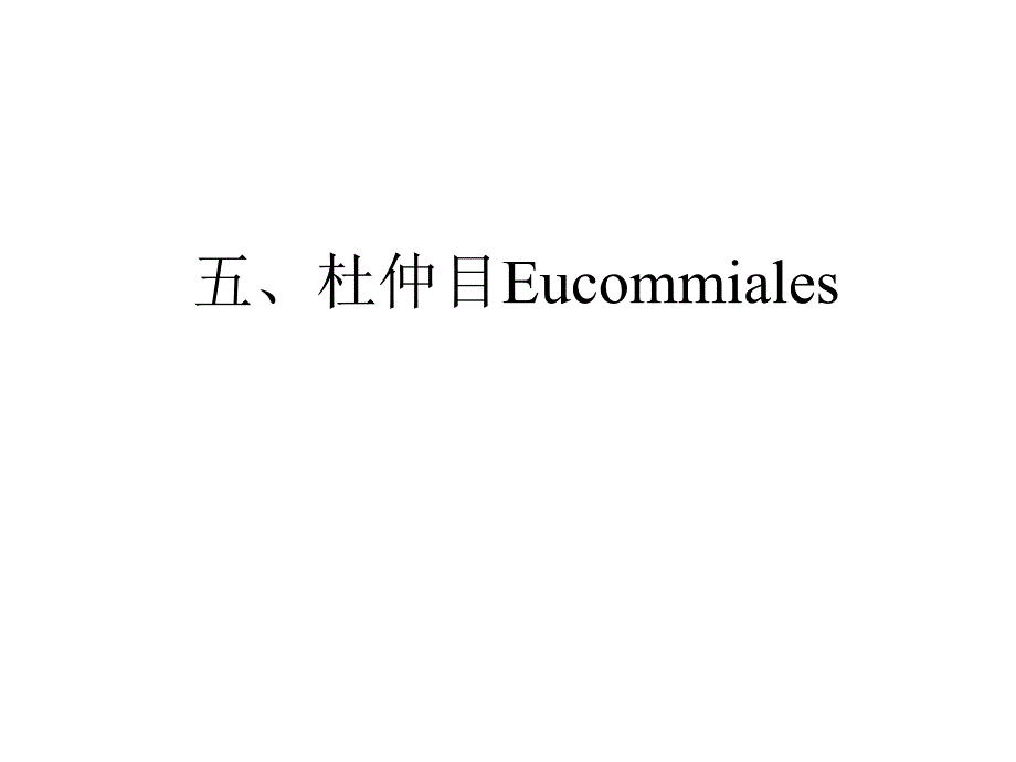 植物学教学课件：杜仲目Eucommiales_第1页