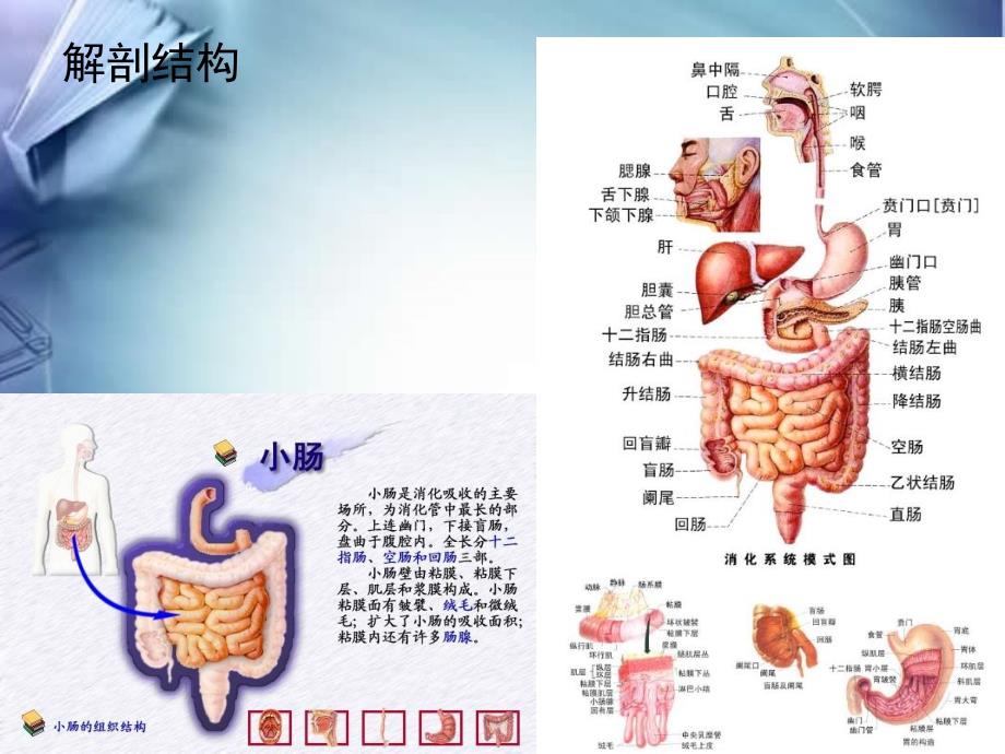 鼻肠管的护理PPT课件_第3页