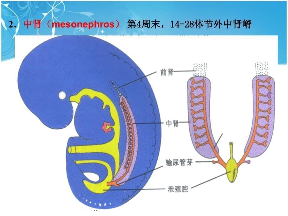 泌尿生殖发生ppt课件_第5页