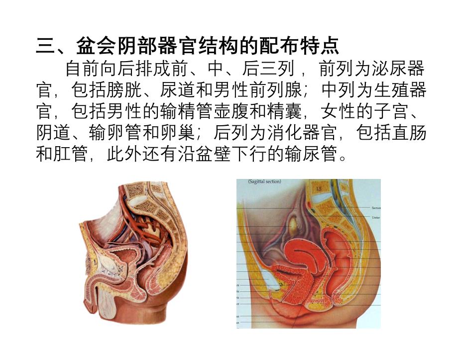 断层解剖学盆部及会阴_第3页