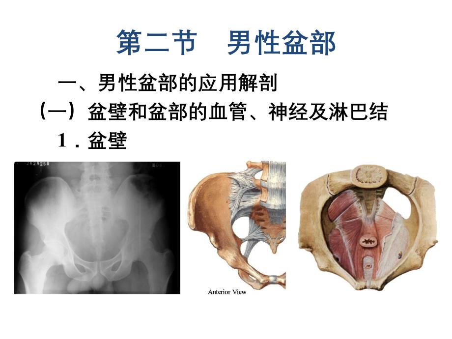 断层解剖学盆部及会阴_第4页
