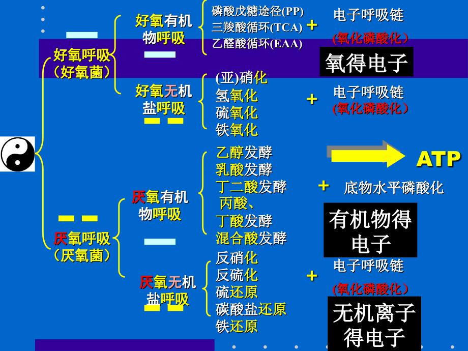 12产能代谢与呼吸-精品文档资料整理_第4页