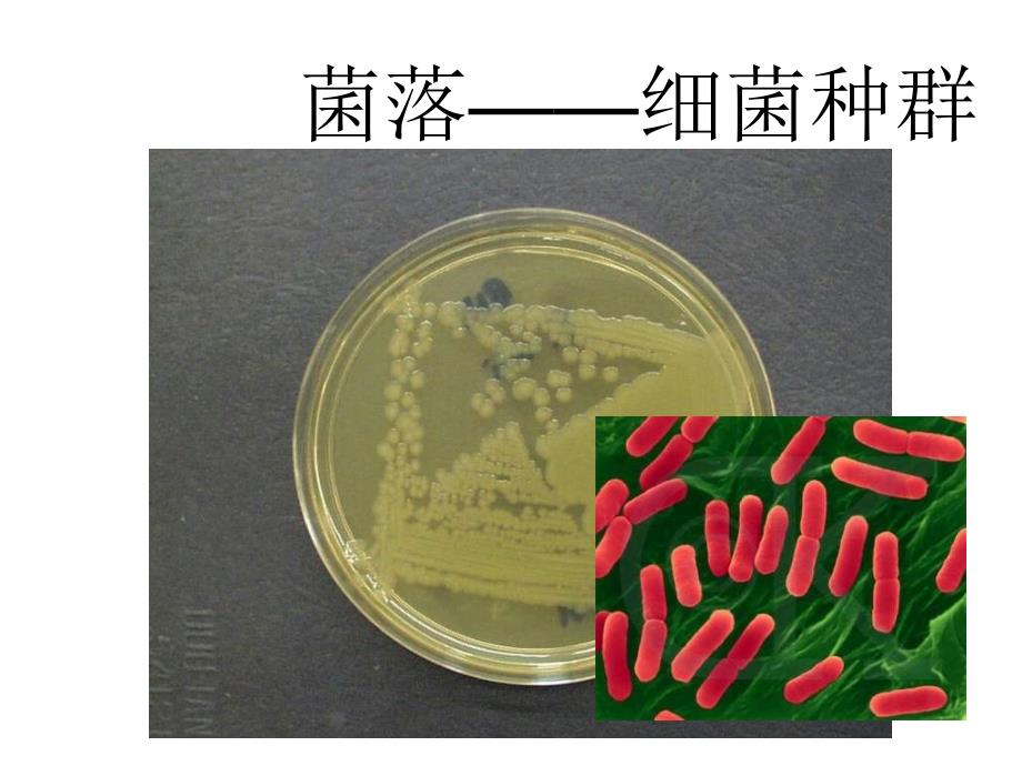 高二生物种群的增长方式.ppt_第4页