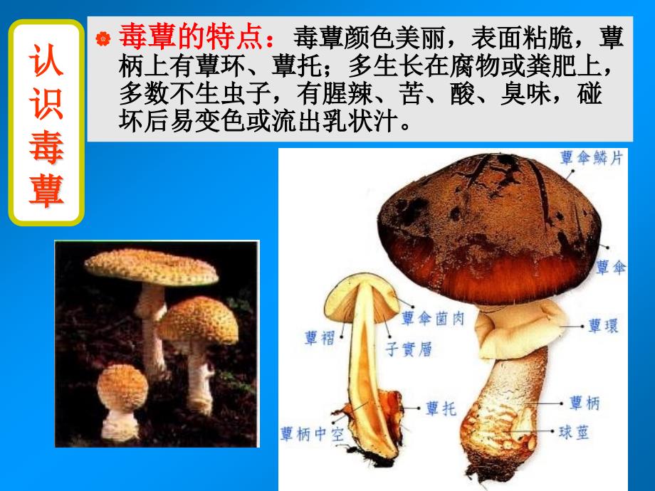 急性毒蕈中毒_第4页