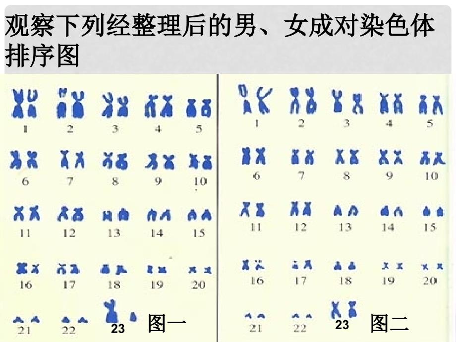 八年级生物下册 第七单元 第四节 人的性别遗传课件3 （新版）新人教版_第4页