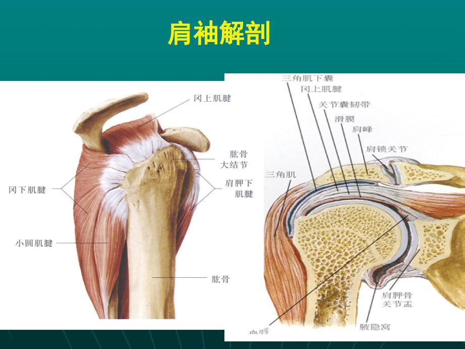 关节肌腱超声检查_第4页