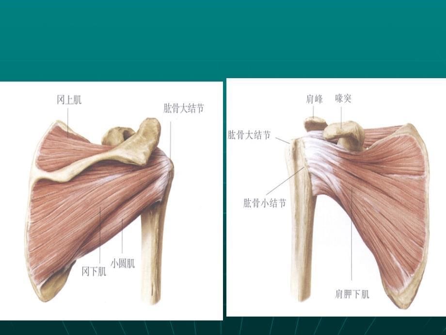 关节肌腱超声检查_第5页