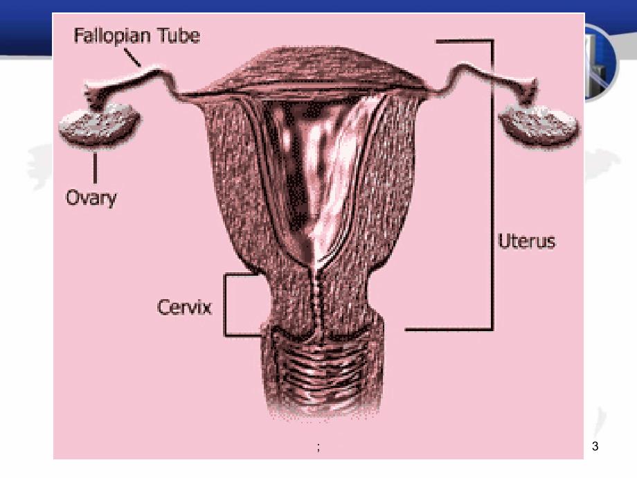 病理学女性生殖系统和乳腺疾病ppt课件_第3页