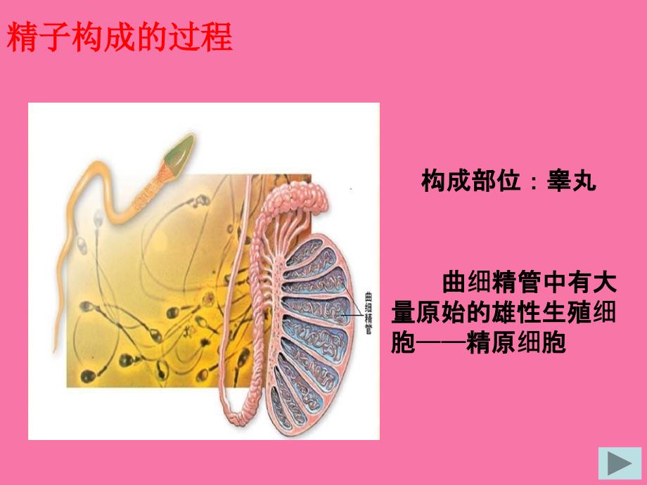 人教版高中生物必修2第2章一减数分裂ppt课件_第4页