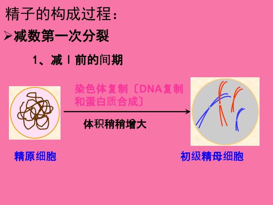 人教版高中生物必修2第2章一减数分裂ppt课件_第5页