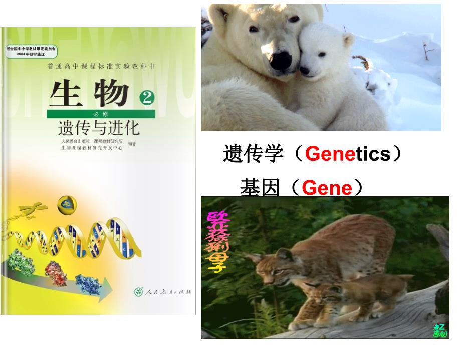 人教版生物必修二第三章DNA是主要的遗传物质精品PPT(共43张PPT)_第2页