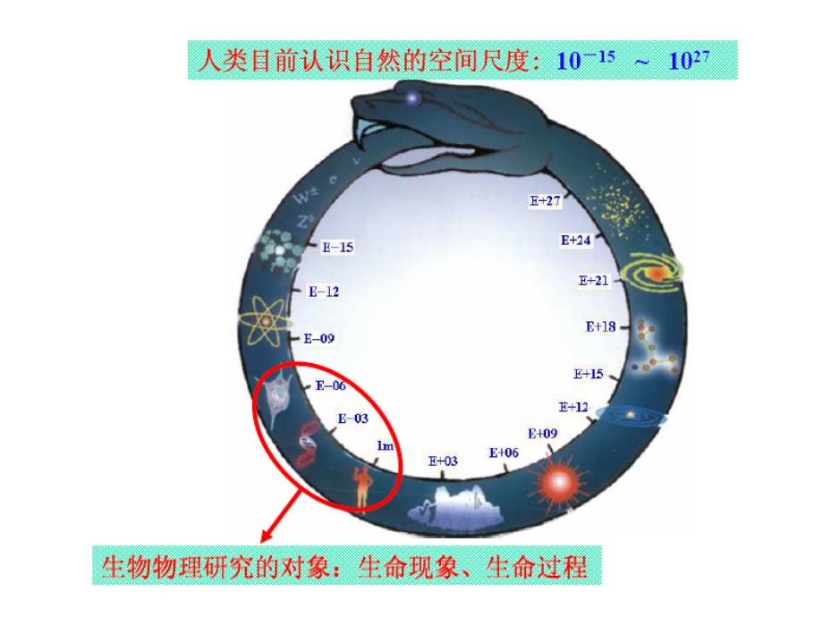 生物物理学林东海第一章绪论_第3页