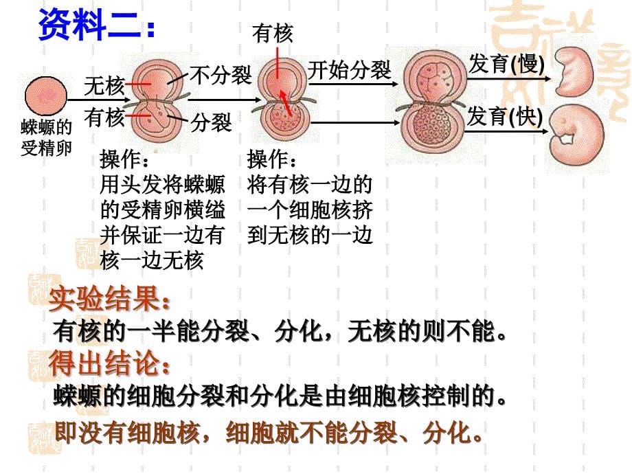 细胞核──系统的控制中心 ppt_第5页