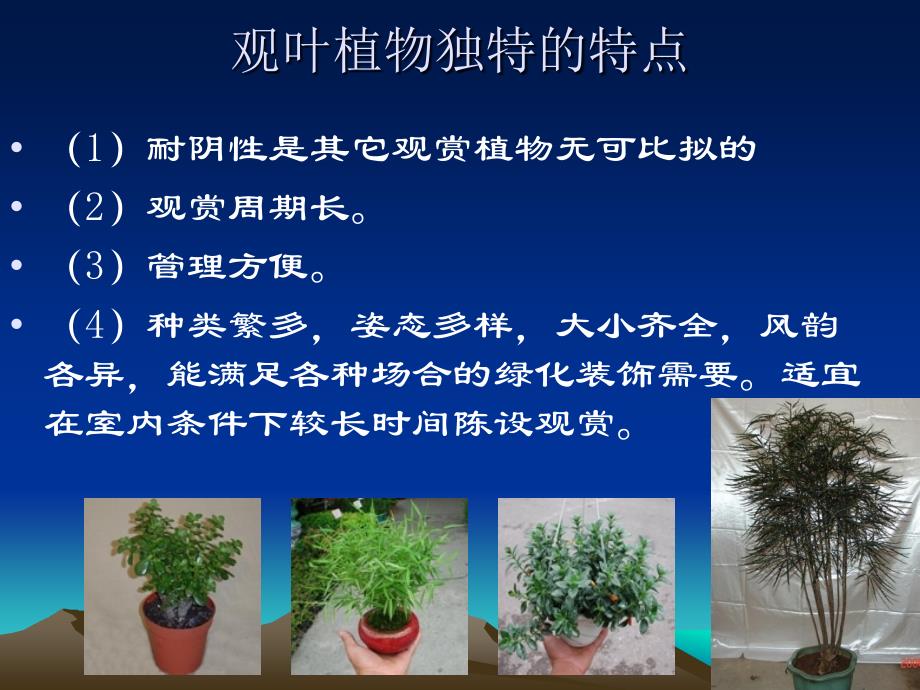 第八章室内观叶植物_第2页