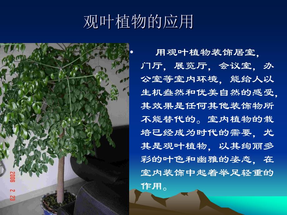 第八章室内观叶植物_第3页