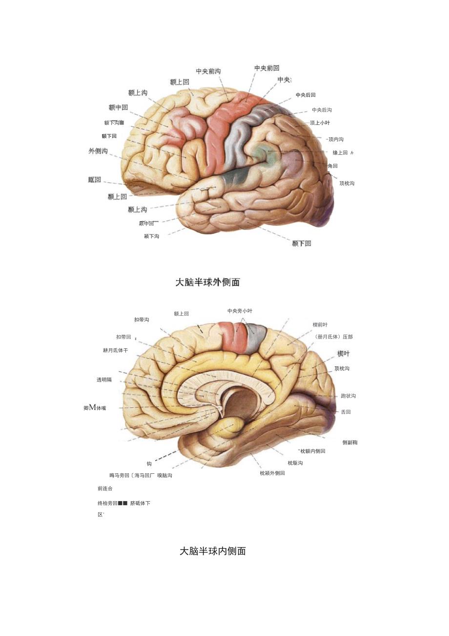 各脑区划分及功能_第3页