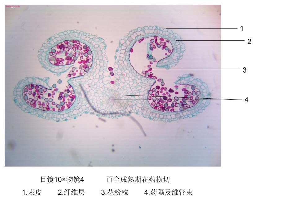 潘晓军《药用植物学》花、果实及种子实验图_第1页