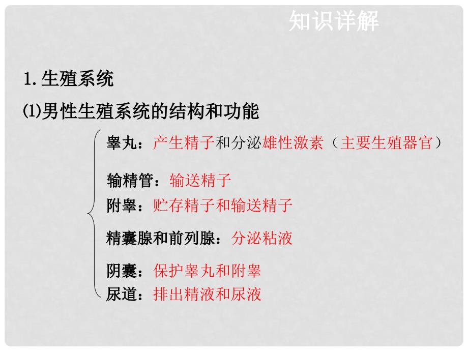 中考生物复习 第七单元 第一节 人的生殖和发育课件_第3页