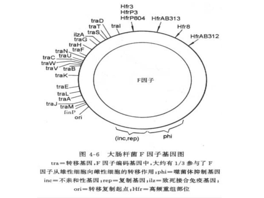 实验四细菌质粒的接合转移文档资料_第5页