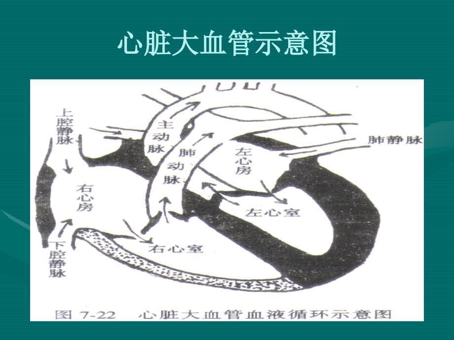 心脏杂音血管检查_第5页