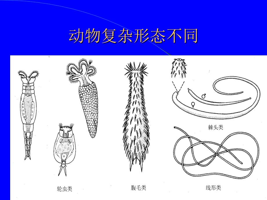 《原腔动物》PPT课件_第2页